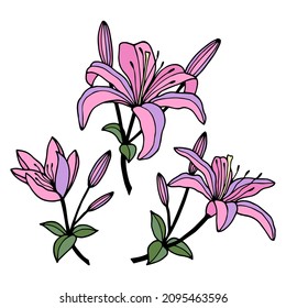 Flores Lily, set.  Ilustración de material vectorial eps10. Aislar sobre fondo blanco, contorno, dibujo a mano.
