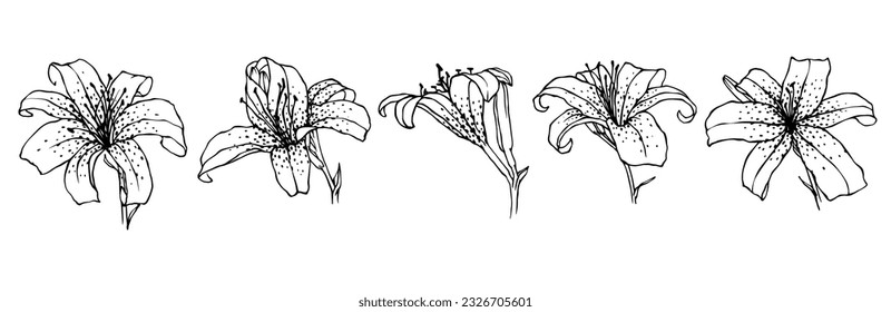 El juego de sketch de flores de Lily. Gráficos vectoriales.
