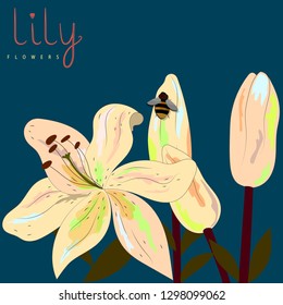 Lily flowers  vector background with place for your text.Template for you design. 