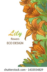 lily flowers vector sketch  background