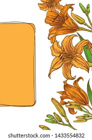 lily flowers vector sketch  background