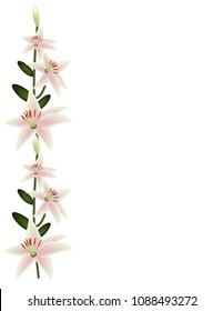Lily frame on white background