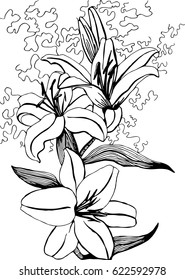 Lily graphics Black and white drawing