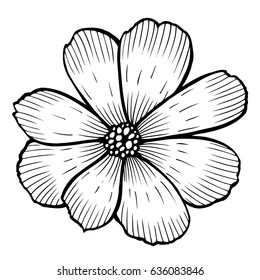 Lily Hand drawn flower, isolated on white