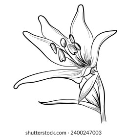 Esbozo de la mano de Lily, ilustración vectorial de una flor