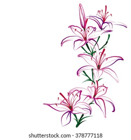Lily (Hemerocallis). Hand drawn vector brush illustration of red lily flowers on white background. 