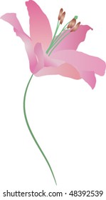 lily illustration