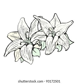lily illustration