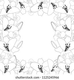 Lily and Iris Flower Outline Border on White Background. Vector Illustration.