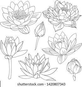 Lily  isolated on white background. Typography graphic print, fashion drawing for t-shirts, tatu. Vector stickers,print, patche.