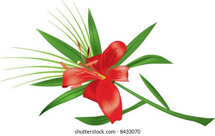 Lily isolated on a white background. A vector illustration.