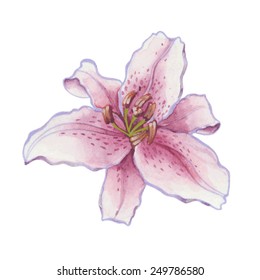 Lily isolated on white background.Vector, watercolor hand drawn  illustration.