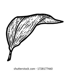 Lily leaf, isolated plant. Sketch scratch board imitation. Black and white. Engraving vector illustration.