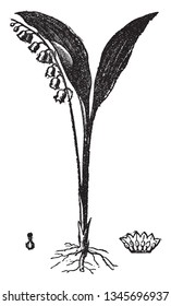 Lily leaves are broad and long, it has oblong leaves, and his small flowers looks like cup shape, vintage line drawing or engraving illustration.