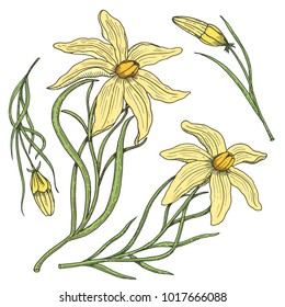 Lily with leaves and buds. Wedding flowers in the garden or spring plant. design for package tea or organic cosmetic, card mother valentine day. engraved hand drawn in old sketch. floral bouquet.