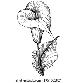lily of the Lilium by hand drawing. Lilium floral logo or tattoo highly detailed in line art style concept. Black and white clip art isolated. Antique vintage engraving illustration for emblem.