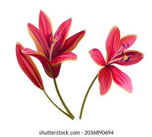 Lily (Lilium concolor) big red realistic flowers with bud in watercolor style. Closeup vector Illustration for cards, wedding anniversary, birthday. Very attractive and beautiful