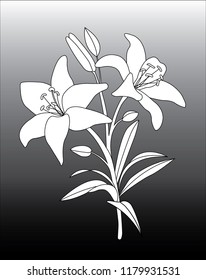 Lily (Lilium) Flower Vector Design