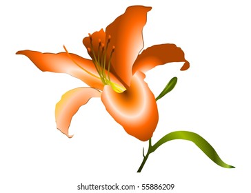 lily (Lilium) isolated on the white background vector eps10
