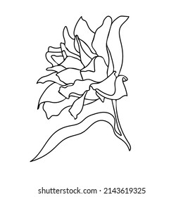 Lily Line Art. Botanical Vector illustration for prints, cards, stickers. Black and white blooming flower