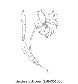 Lily Line Art Design in Black and White