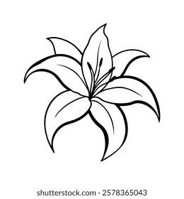 lily of a line art vector