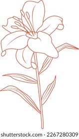 
Lilienlinie, Vektorblume