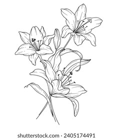 Lilienzeichnung. Schwarz-Weiß-Blumenstrauß. Blumenfarbseite. Blumenlinie Art. Fine Line Lilies Illustration. Handgezeichnete Blumen. Botanische Färbung. Blumen für Hochzeitseinladung