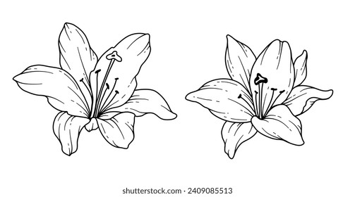 Lily Line Drawing. Black and white Floral Bouquets. Flower Coloring Page. Floral Line Art. Fine Line Lilies illustration. Hand Drawn flowers. Botanical Coloring. Wedding invitation flowers