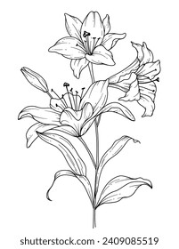 Lilienzeichnung. Schwarz-Weiß-Blumenstrauß. Blumenfarbseite. Blumenlinie Art. Fine Line Lilies Illustration. Handgezeichnete Blumen. Botanische Färbung. Blumen für Hochzeitseinladung