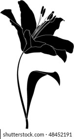 lily line drawing illustration
