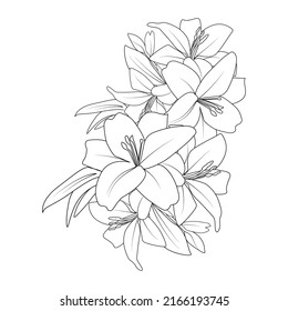 lily line drawing vector of flower coloring page drawing for printing element