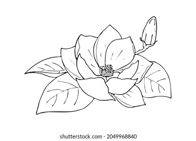 Lily lotus magnolia flower with bud, doodling hand contour drawing, isolated, on white background.