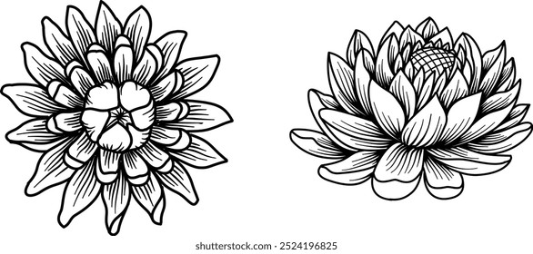 Lily lotus water flower hand drawn vector illustration isolated. Lotus flowers in Vintage woodcut engraved, view from top and side