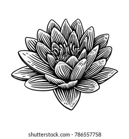 Lily Lotus Water Flower Illustration Hand Drawn. Vintage Woodcut Engraved Etching Style