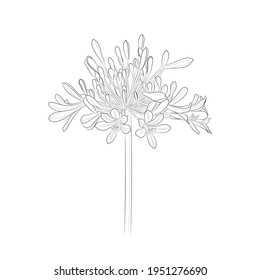 Lily of the Nile (Agapanthus). Black outline flower on white background. Vector illustration. svg