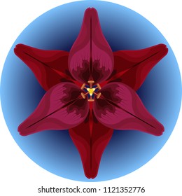lily on a blue background
