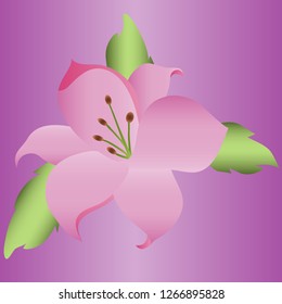 Lily on a purple background
