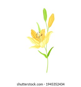 Lily on Stalk as Herbaceous Flowering Plant with Large Prominent Flower with Stamens Vector Illustration