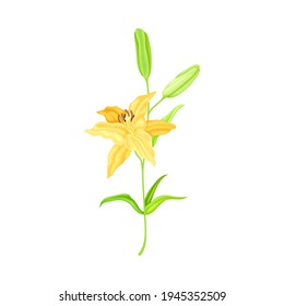 Lily on Stalk as Herbaceous Flowering Plant with Large Prominent Flower with Stamens Vector Illustration