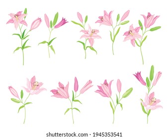 Lily sobre Stalk como planta herbácea florida con gran flor prominente con conjunto vectorial Stamens