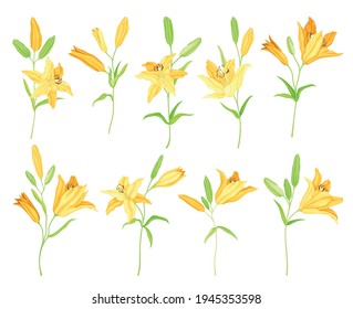 Lily on Stalk as Herbaceous Flowering Plant with Large Prominent Flower with Stamens Vector Set