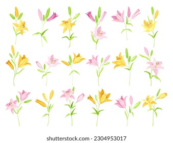 Lilie auf dem Stalk als Herbstblütenpflanze mit großer prominenter Blume mit Stamens Big Vector Set