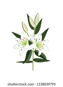 Lily on white background