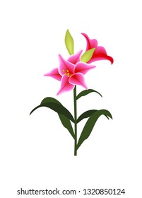 Lily on white background