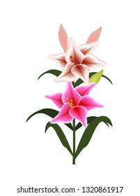 Lily on white background