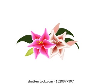 Lily on white background