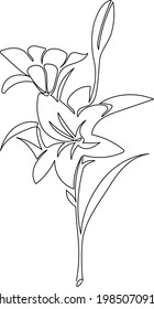 Lily in one continuous line. Line art in one line in the form of a lily with two flowers and bud