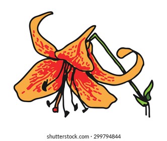 Lily orange flowers.