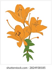 Lily pattern on white and colored background.
